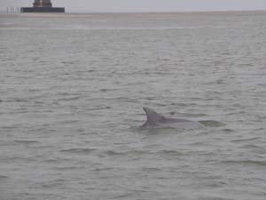 Dolphin in SC