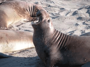 Elephant Seals in CA