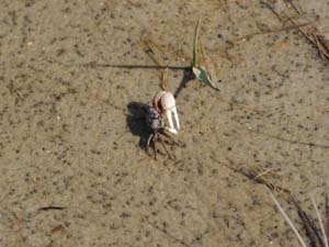 Miniture Crab in SC