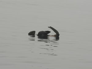 Northern Fur Seal in CA