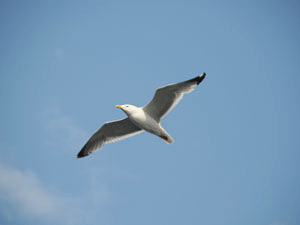 Seagull in MI