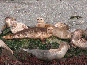 Seals in CA