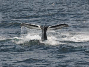 Humpback Whale in MA