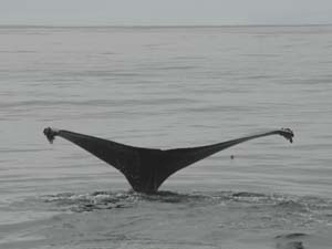 Humpback Whale in CA