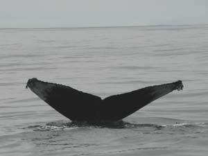 Humpback Whale in CA
