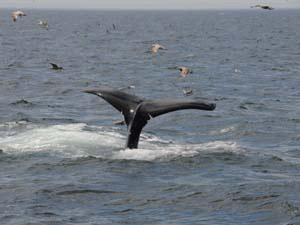 Humpback Whale in MA