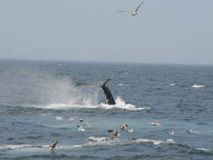 Humpback Whale in MA