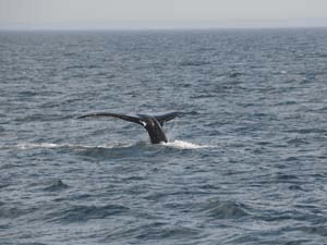 Humpback Whale in MA