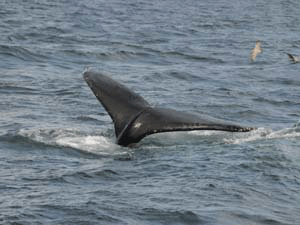 Humpback Whale in MA