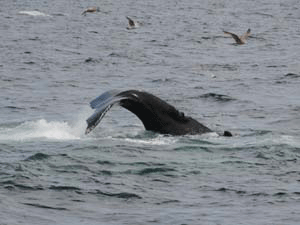 Humpback Whale in MA