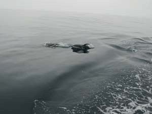 White Sided Dolphins in CA