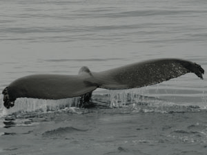 Humpback Whale in CA