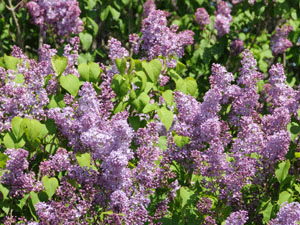 Lilacs in Ontario, Canada