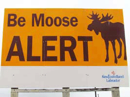 Be Moose Alert